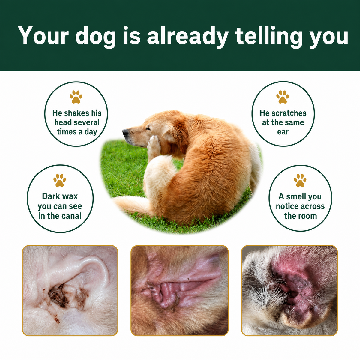 Ear Cleaner for Dogs & Cats | Buy 1 Get 1 FREE