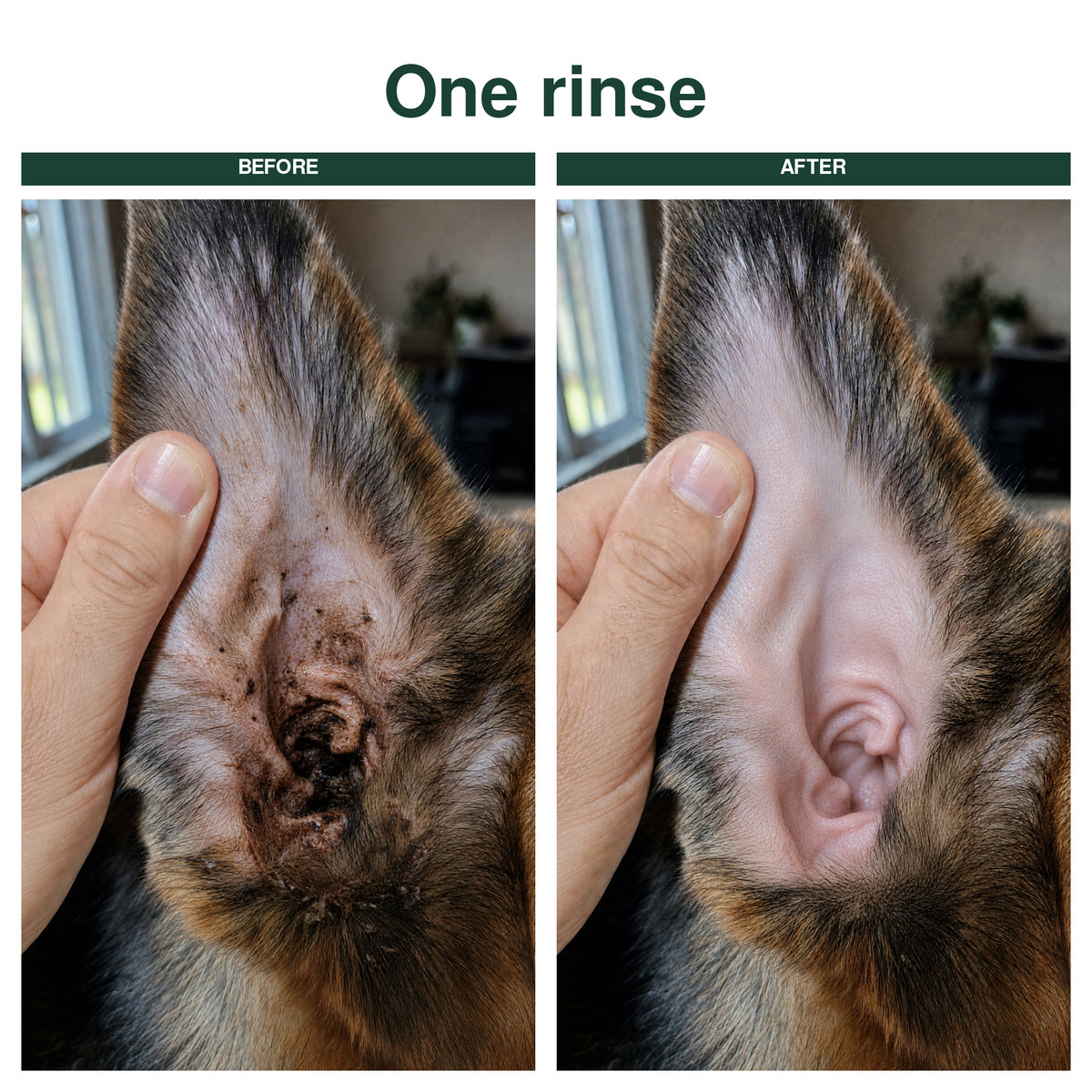 Ear Cleaner for Dogs & Cats | Buy 1 Get 1 FREE
