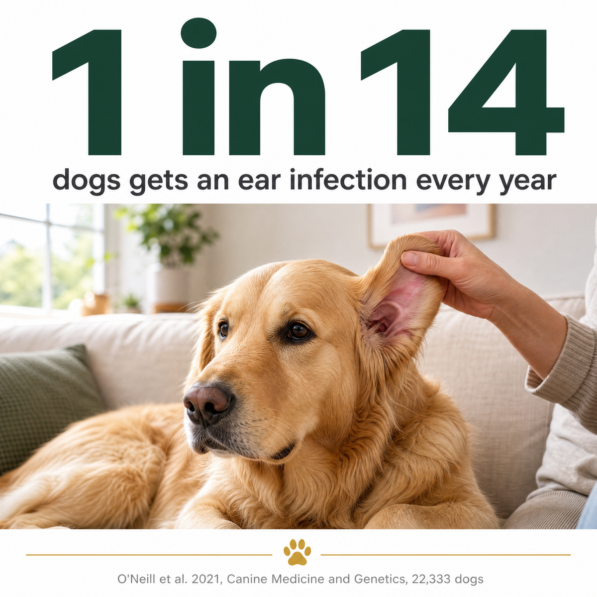 Ear Cleaner for Dogs & Cats | Buy 1 Get 1 FREE